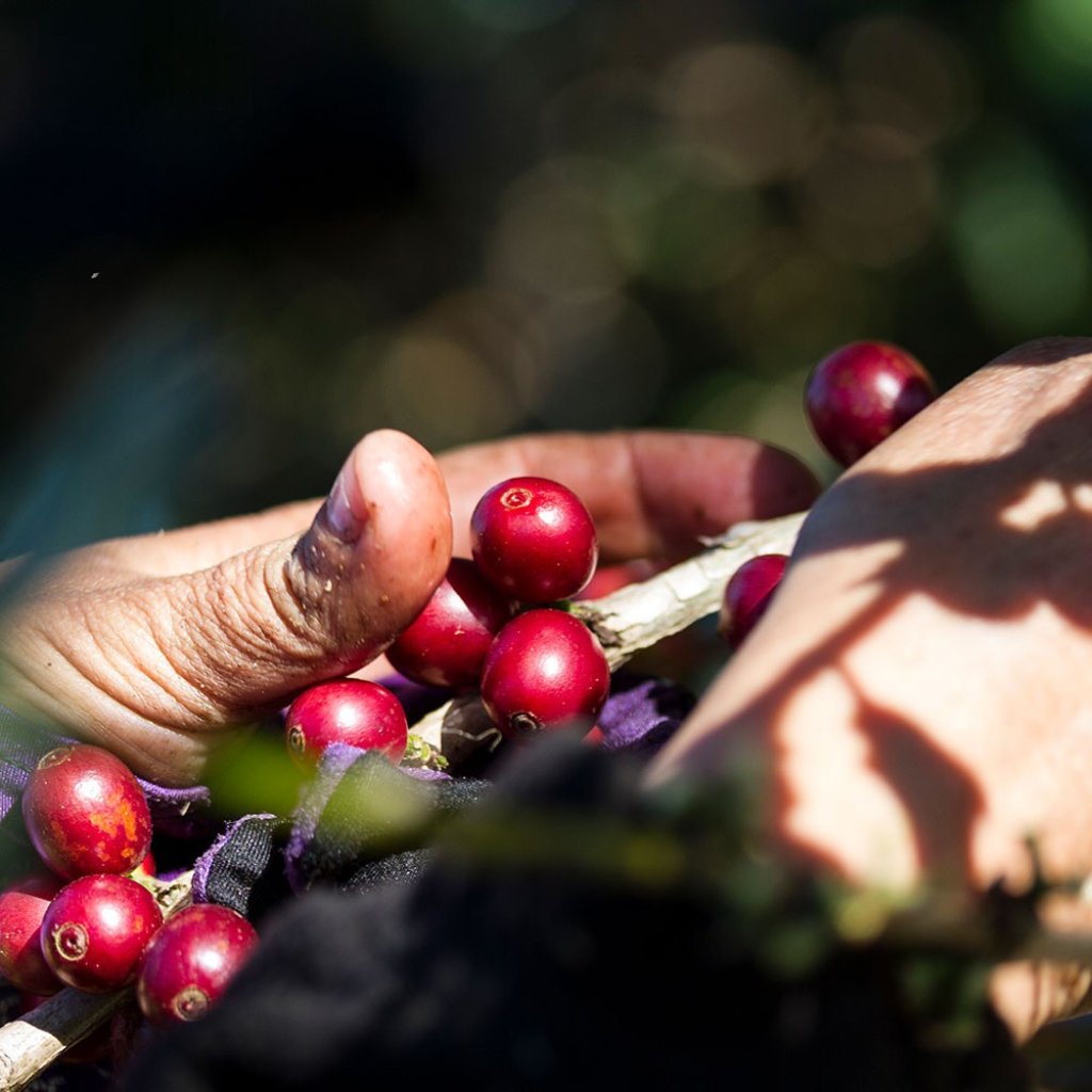 Nachhaltiger Kaffee berücksichtigt ökologische, soziale und wirtschaftliche Aspekte entlang der gesamten Lieferkette. Das umfasst den umweltfreundlichen Anbau mit ressourcenschonenden Methoden, faire Arbeitsbedingungen für Kaffeebauern sowie nachhaltige Verpackungen zur Abfallreduzierung.
