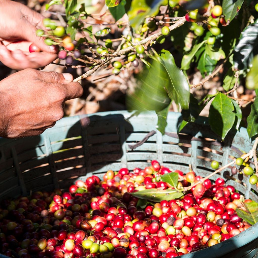 Bei Lyreco finden Sie nicht nur leckeren, sondern auch nachhaltigen Kaffee für Ihre Pause im Büro. Beispielsweise Bio oder Fair Trade Kaffee aus umweltbewusstem und sozialem Anbau.