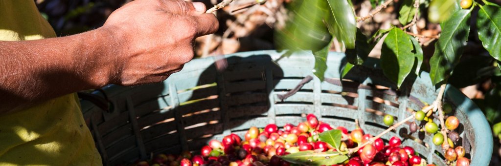 Umweltfreundlich, fair und gut für Ihr Unternehmen – erfahren Sie jetzt mehr über bewussten Kaffeegenuss bei Lyreco.